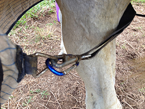 Mend horse rug clip