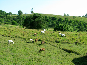 happy grazing horses