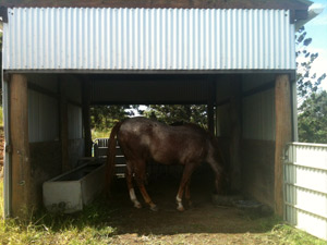 Horse holiday paddock shelter