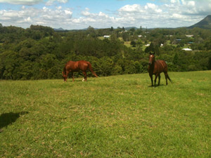 Horse retirement paddock no2