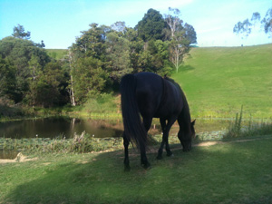 The spring fed dam