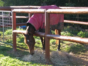 Horse yards Kin Kin