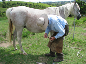 Farrier at Sunshine coast Agsitment