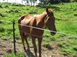 Horses arrive very thin but we soon bring them back to health