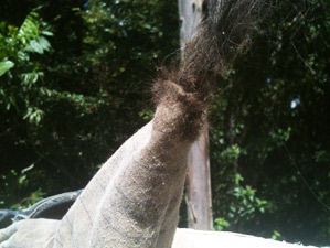 Horse hair can bulid up inside the ears of a horse rug