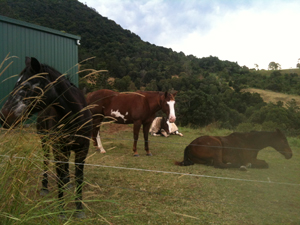 Horses relaxing