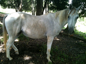 Horses saved at Sunshine Coast Agistment