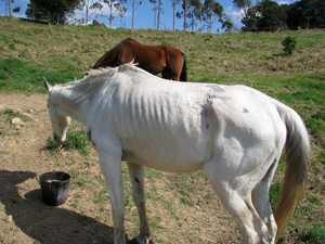 Starving horses saved