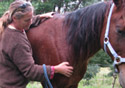 Equine Body Balance Wendy Ferguson 07 5485 4003