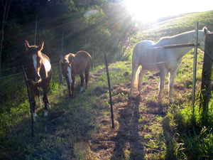 Relaxed horses