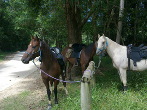 Noosa Trails