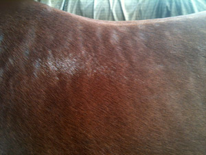 Saddle sore develope as white hairs showing pressure on the horses wither form an ill fitting saddle